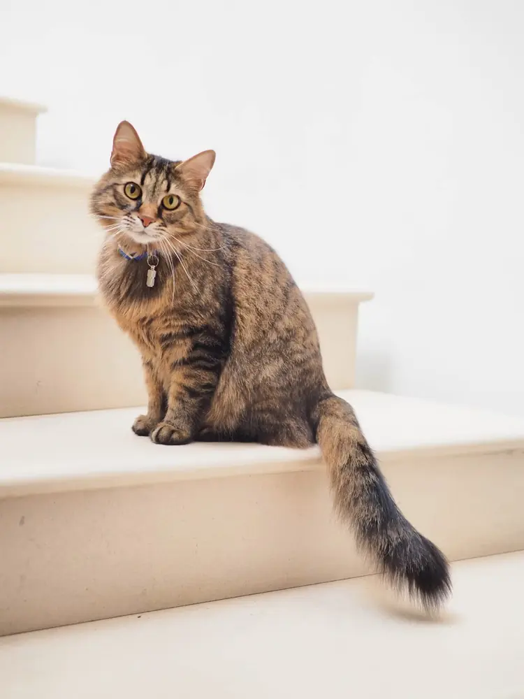 Gato tranquilo — imagem ilustrativa sobre vacinação de gatos em São Carlos