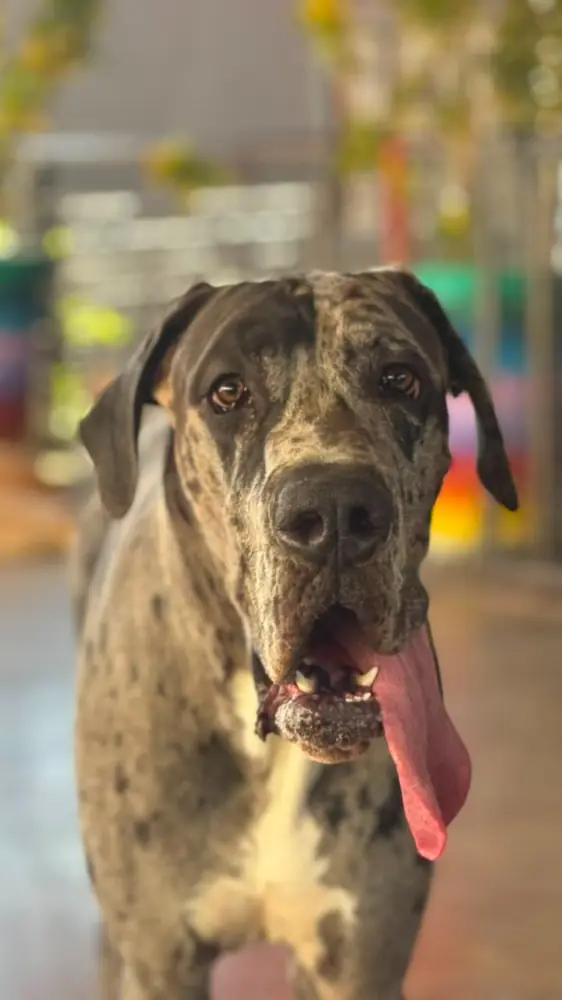 Dogue alemão atendido na Clínica Veterinária Quatro Patas, em São Carlos