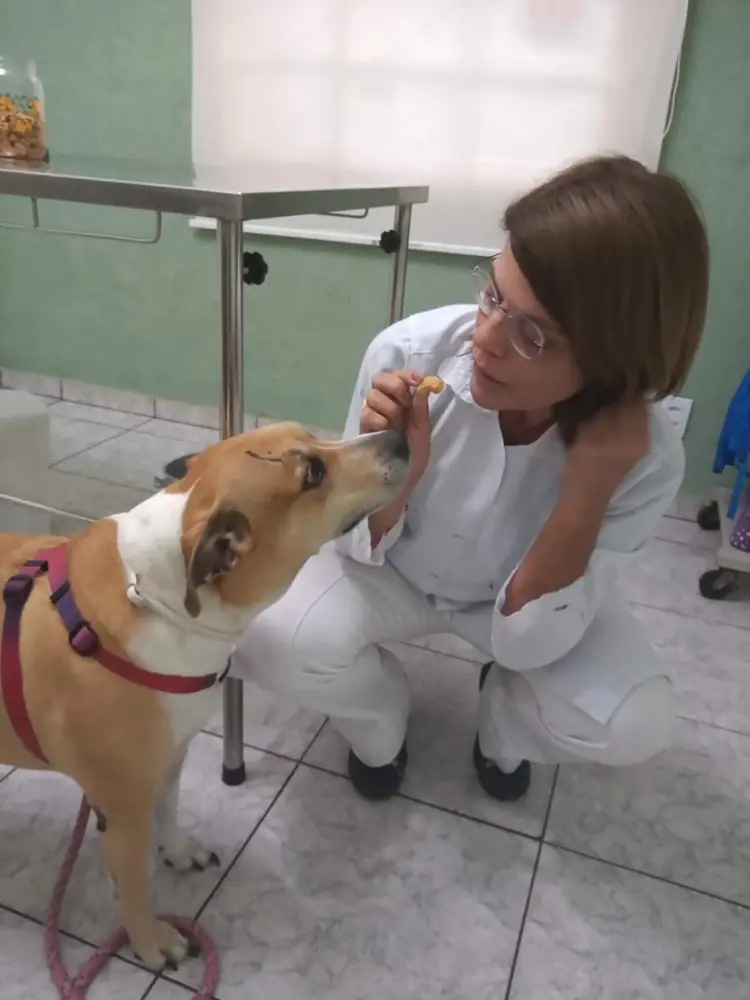 Médica-veterinária da Quatro Patas oferecendo petisco a um cão durante consulta em São Carlos